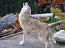 wolf(e늑대의생태)