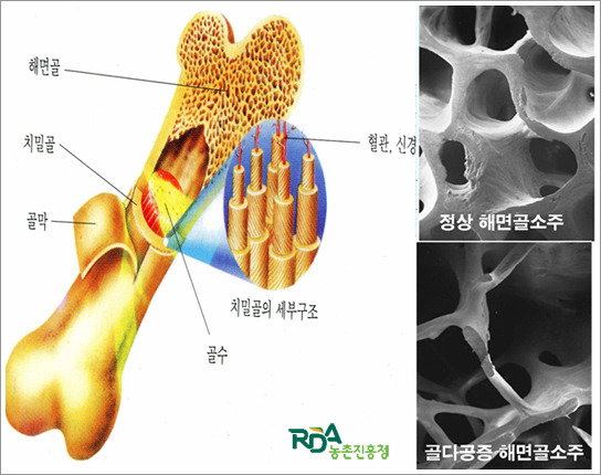 고려인삼 이미지