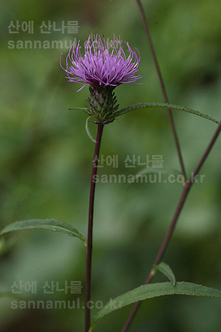 지칭개 이미지