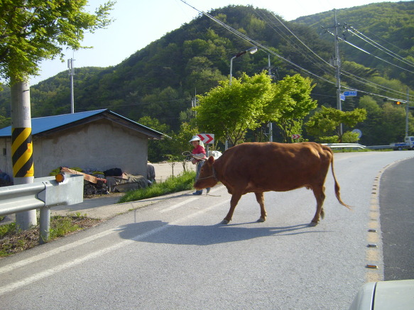 소의반란