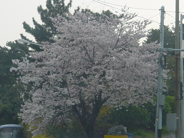 <236>상운산 1114  미터     2003. 3. 20