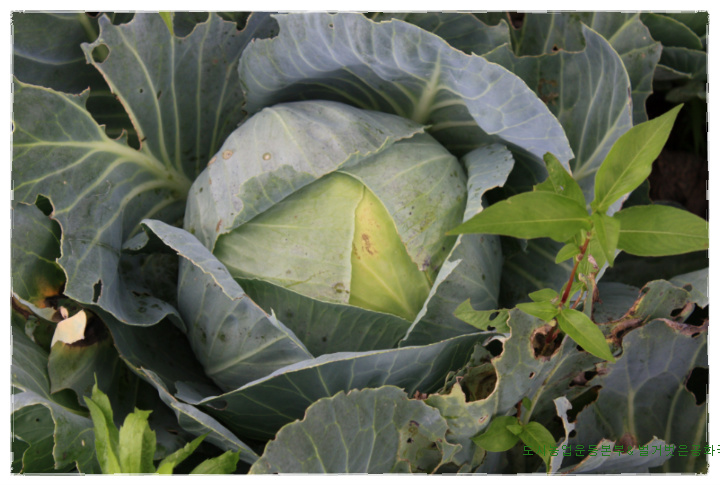 공장식 유기농업과 유기농업, 생태교육 텃밭은 이렇게 가꾼다.