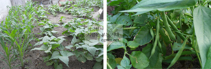 콩이야기 이미지