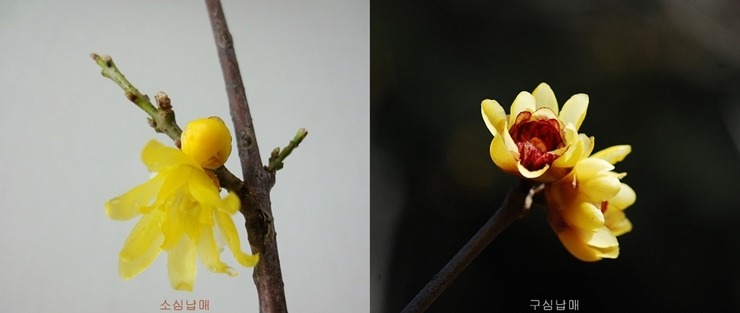 섣달에 피는 매화향기 종결자 납매(臘梅)