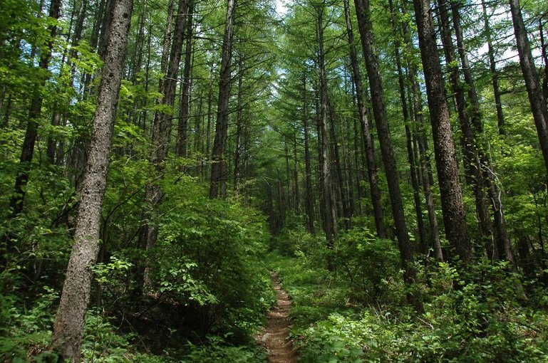 금대봉 탐방정보