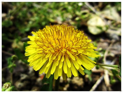 건강을 지키는 전 통 차.