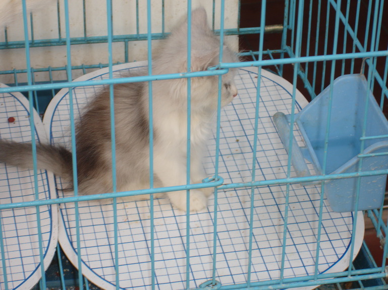 레바논 베이루트, 트리폴리...중동의 파리