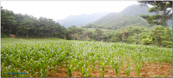 영월지맥(영춘지맥)10구간(국지골 - 국지산 - 태화산 - 각동리)