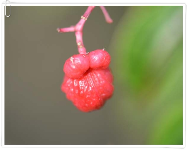 꽃세계 이미지