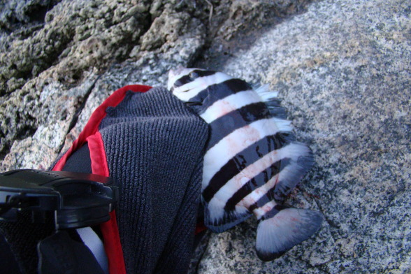 191E5E2D4ADFFD61802941