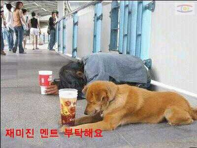 백구 이미지