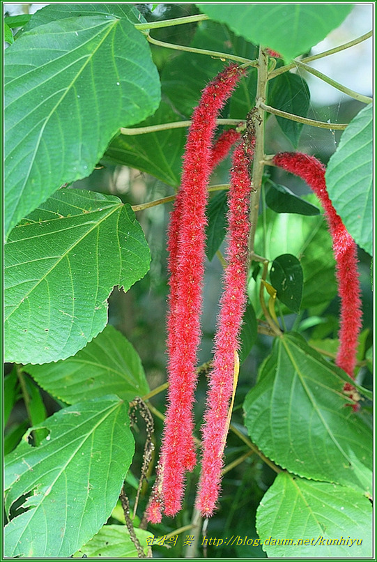 붉은줄나무-한강의 꽃