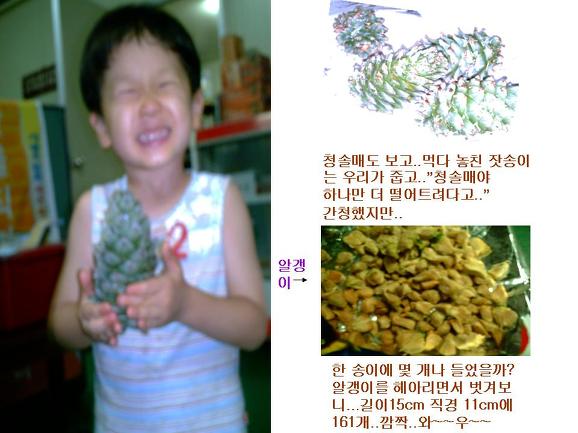 청솔매 이미지