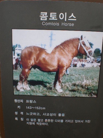 코네마라 이미지