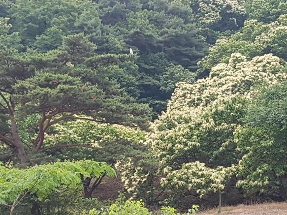 삼팔사사 이미지