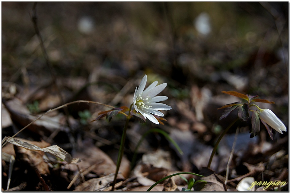 어느덧 성큼 다가온 봄처녀들/노루귀, 복수초, 꿩의바람꽃 그리고 할미꽃까지...