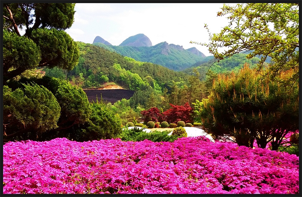 동산잔디 이미지