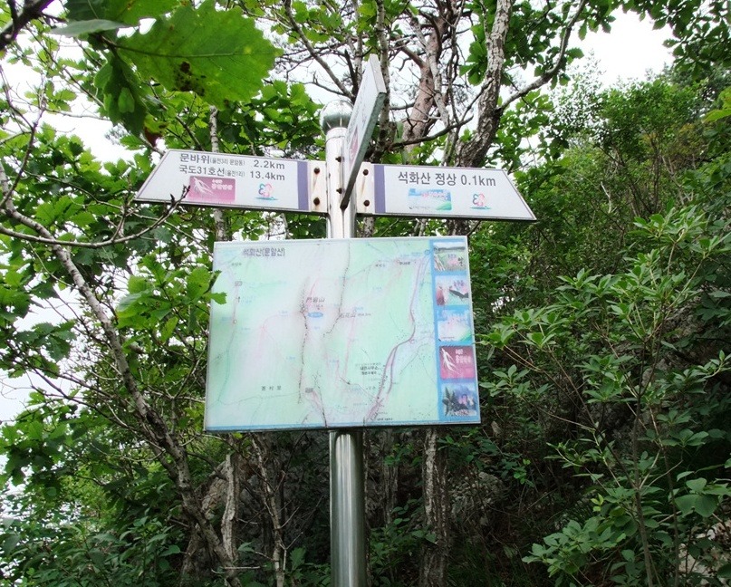 바위꽃 이미지