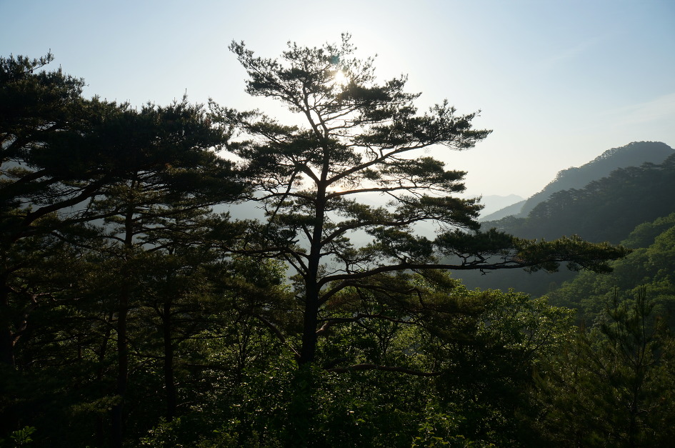 구주령(九珠嶺)의 아침