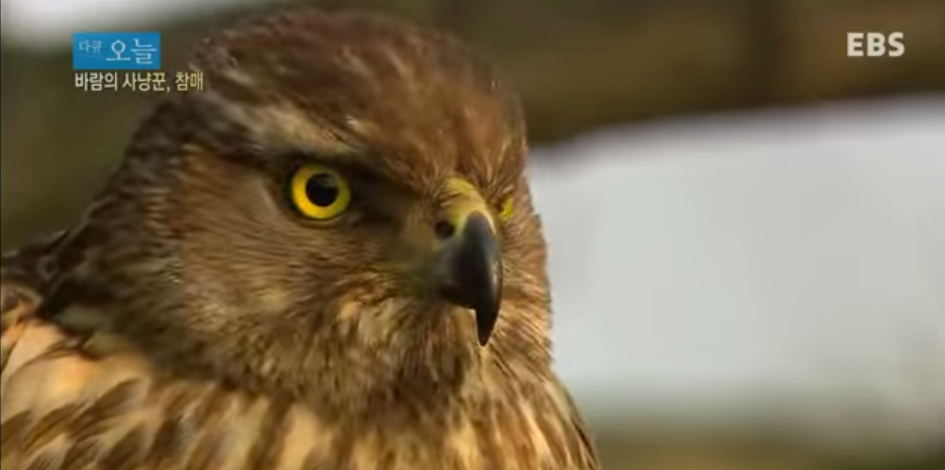 바람의 사냥꾼, 참매