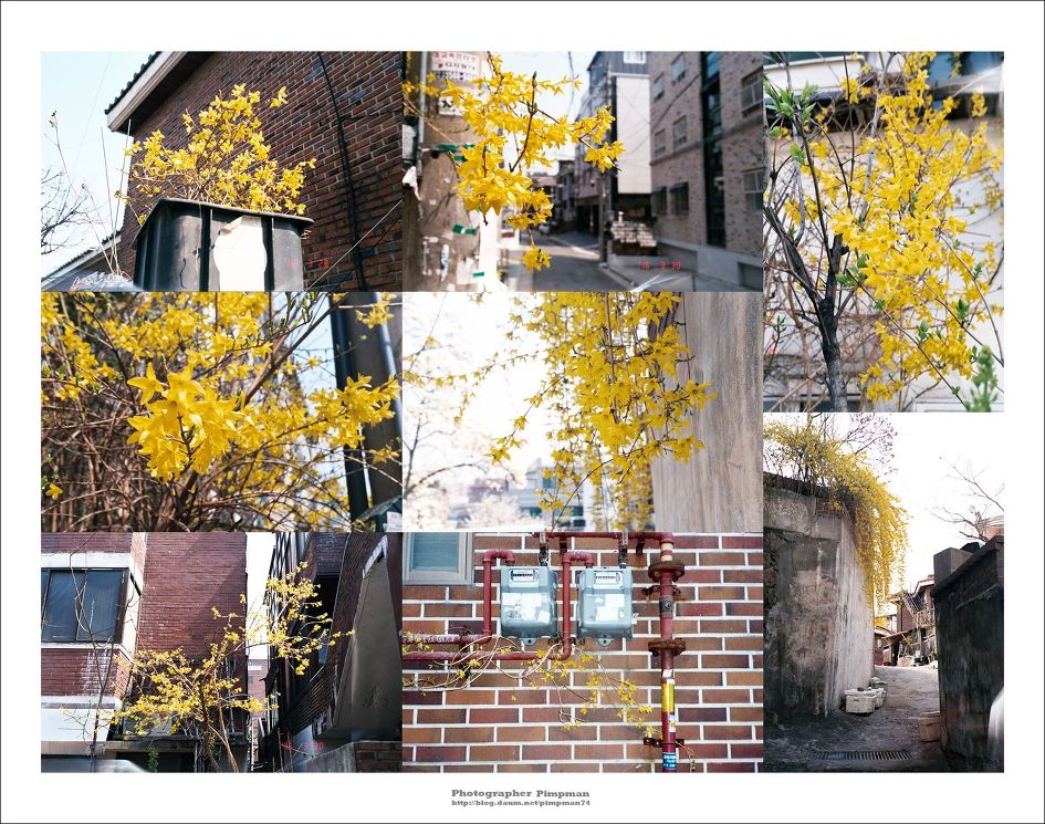 2016-04-01 현상 (068롤 - 칼라) - 서울 봄이 오다 / 올림푸스 뮤2, 후지 슈퍼리아200 (SUPERIA 200), 포토마루