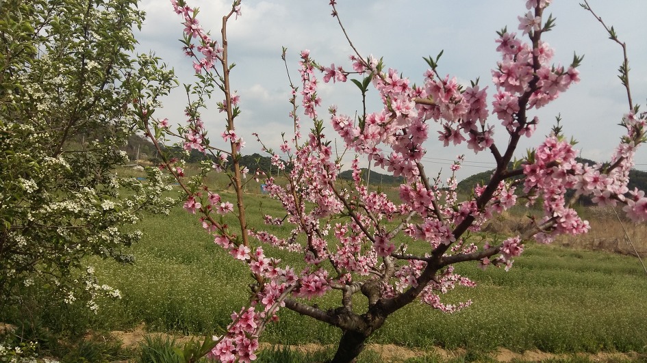 봄 풍경 사진