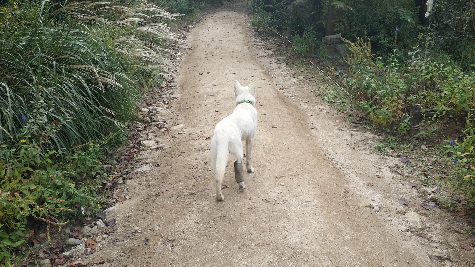 대를 이어 수목원 길안내를 하는 대견한 백구들