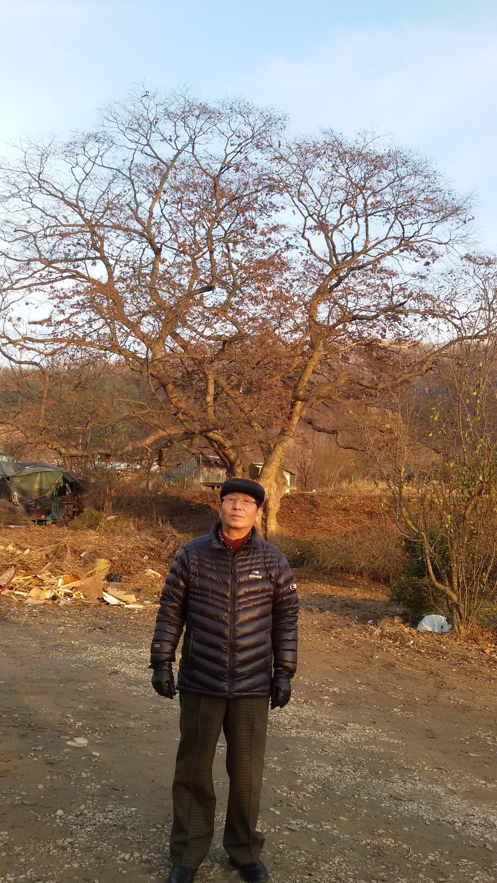 아버지와 느티나무