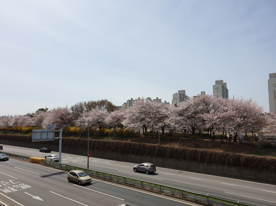 ［하트자전거길］한강에서 꽃구경하며 자전거로 달렸다. 2019. 04. 07
