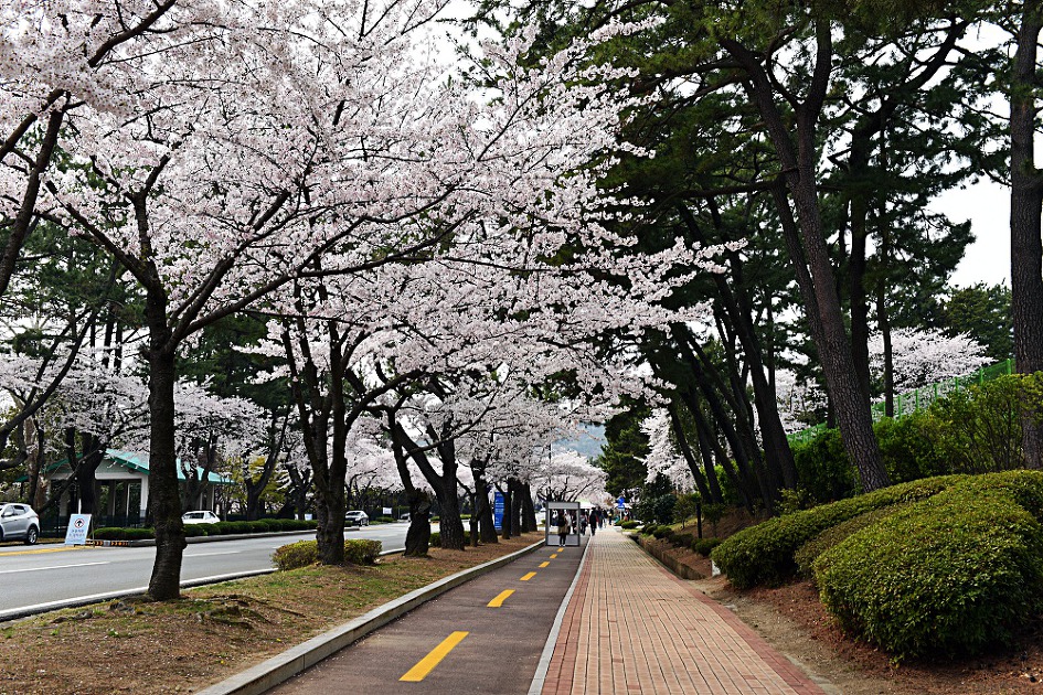진해벚꽃축제 2019 진해군항제 제황산공원 진해탑전망대 북원로터리 충무공이순신동상 진해기지사령부