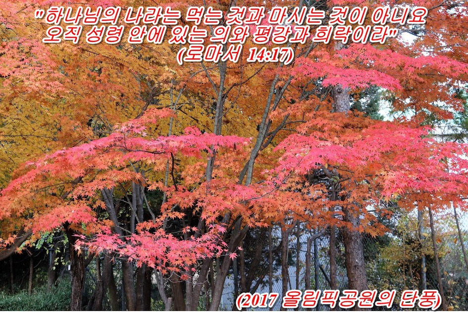 '로마서 14장 17절 말씀' 