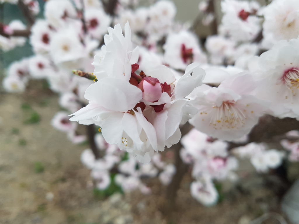 바람결에 실려오는 ..