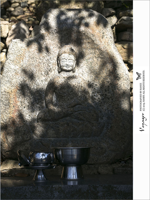 [순천] 봄의 전령사 금둔사 납월매