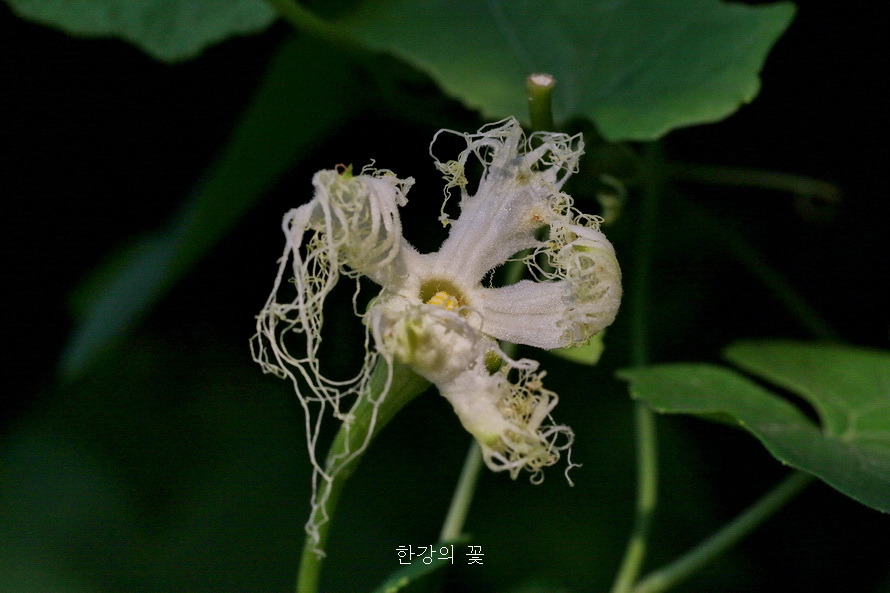 하늘타리