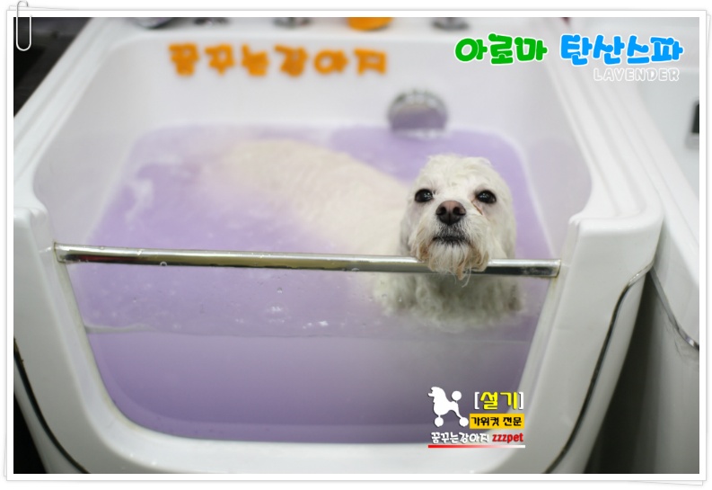 비숑프리제 아로마 탄산스파 : 대전 애견미용
