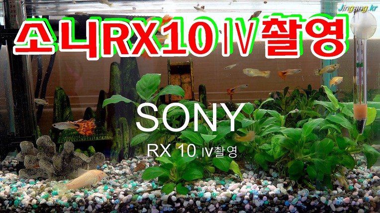소니 RX10ⅳ 촬영