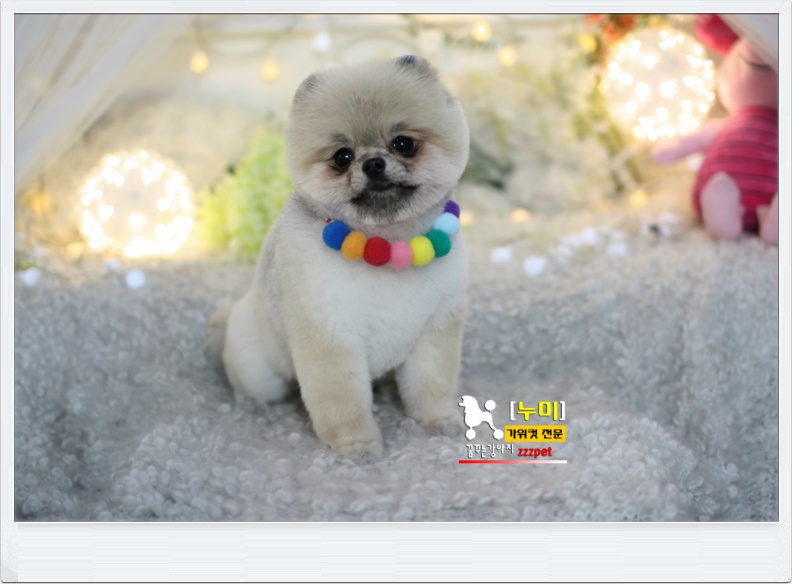 귀여운 포메라니안# 곰돌이컷은 여기서! 대전애견미용 하는곳