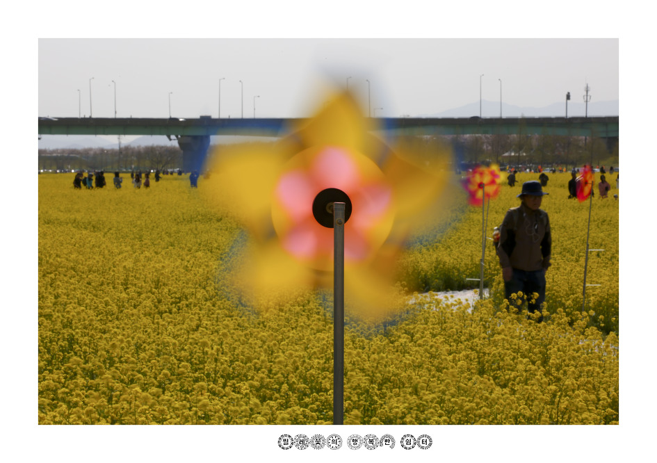 부산 낙동강 유채꽃 축제