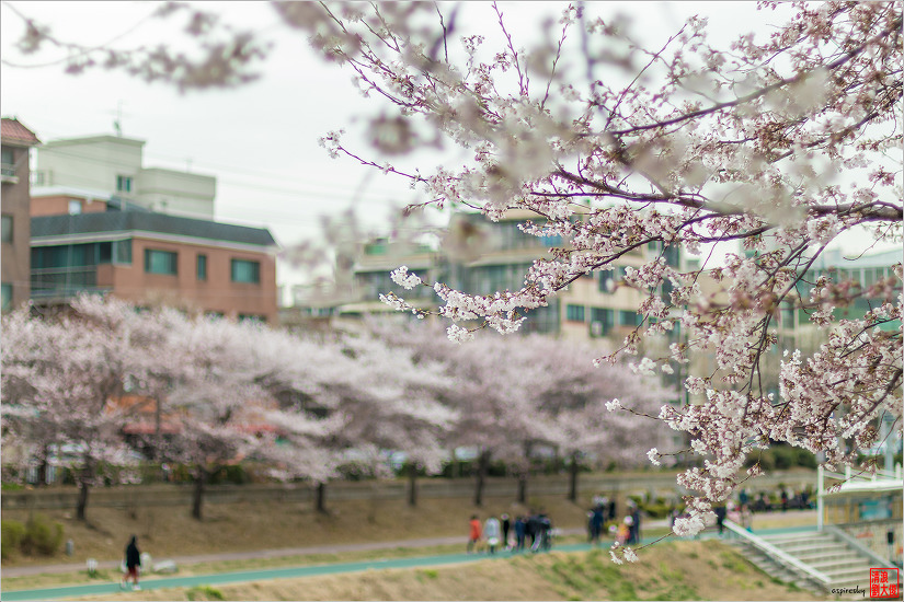 불광천 벚꽃축제 (2019.04.5~6)