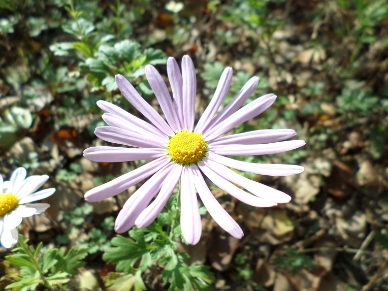 신박사가 개발한 2017년도 신품종 부인병에 좋은 구절초 3종류,꽃,효능,술,차,최초공개. 붉은 입술 / 신박사.