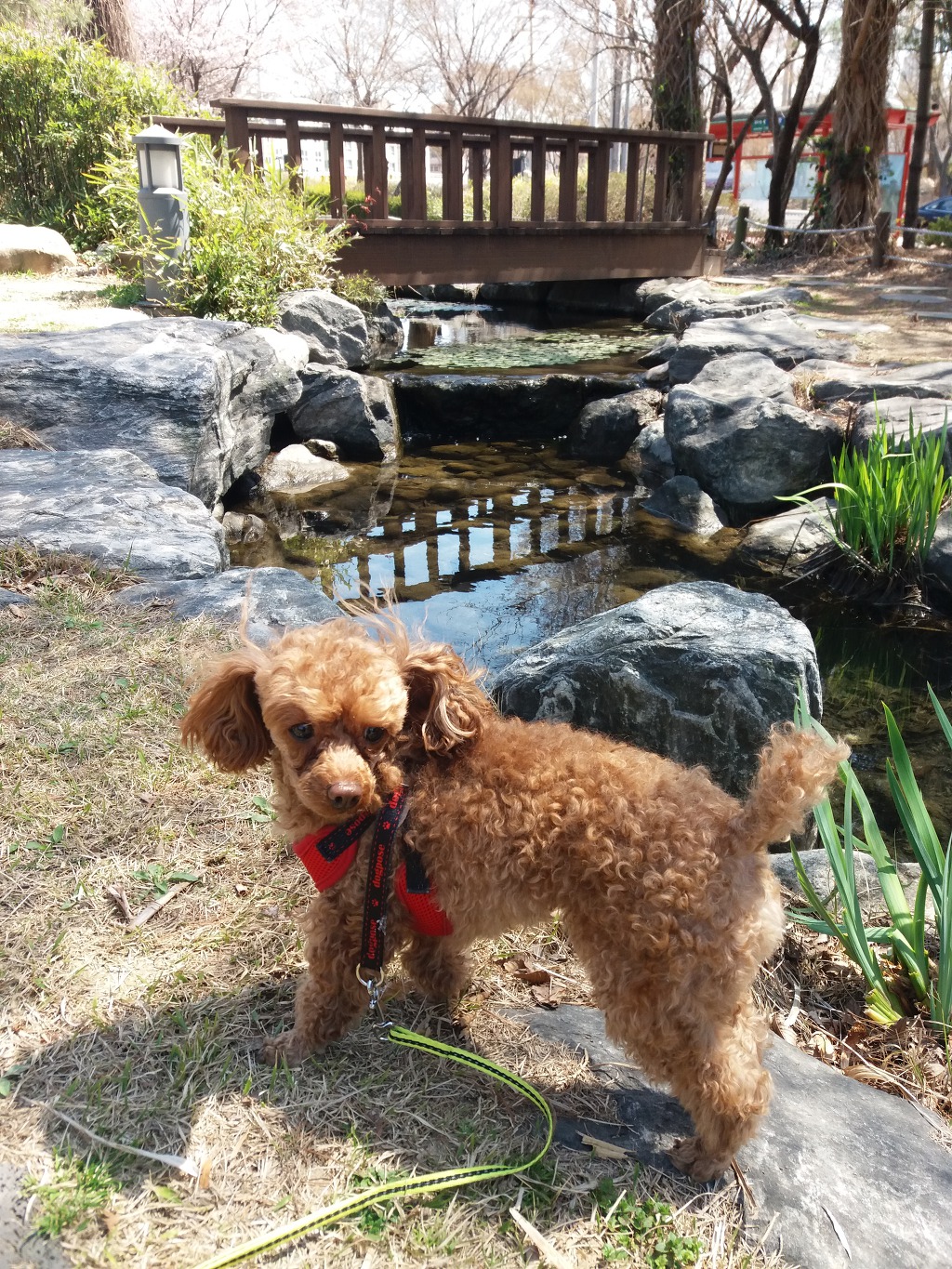 망고님 꽃이랑-4월7일