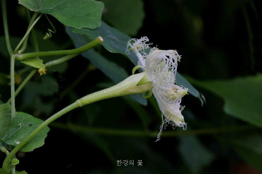 하늘타리