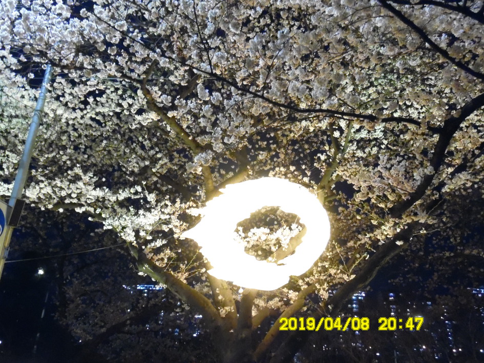 [여의도] 윤중로 벚꽃