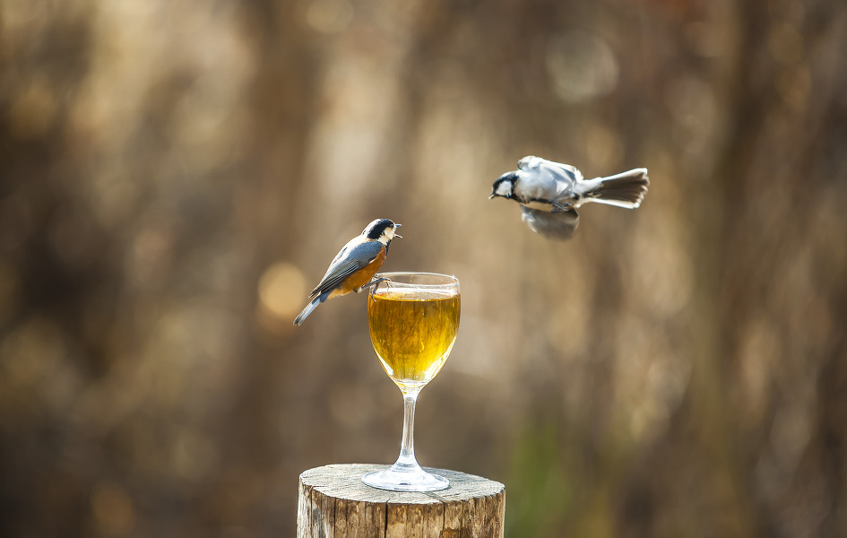 곤줄박이와 박새