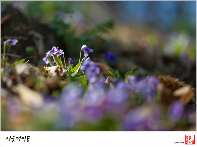 2019.04.04 봄 날 거닐어 본 검단산