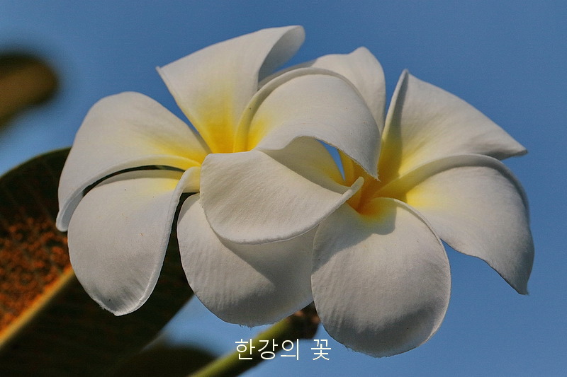 플루메리아