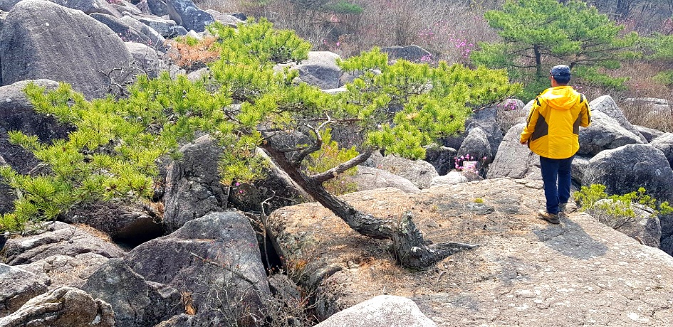 비슬산(琵瑟山) 암괴류((岩塊流) 트레킹
