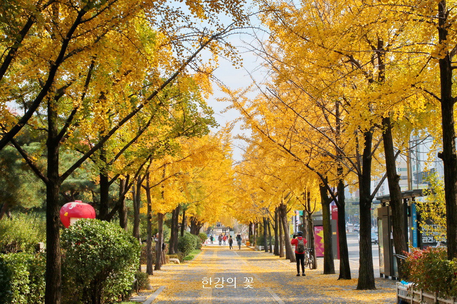 은행나무길 가을색