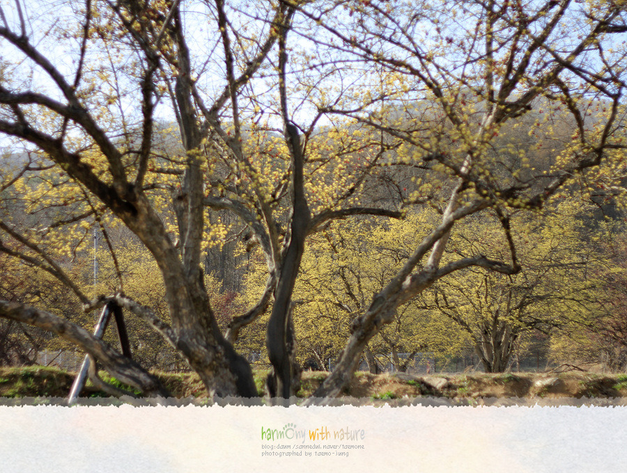 이천 - 산수유마을 