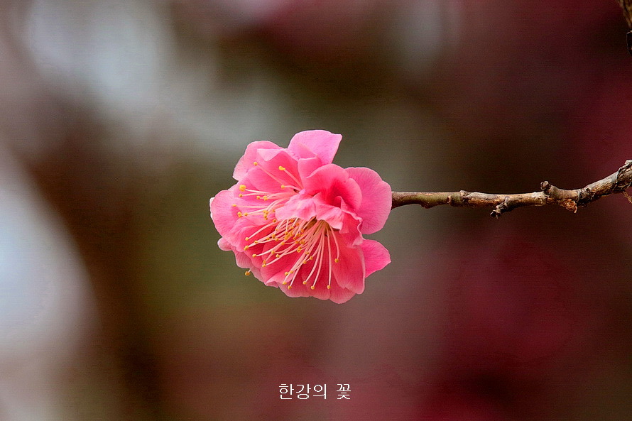 만첩홍매화